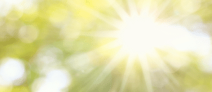 Image of sun coming through branches on PSA Financial's website