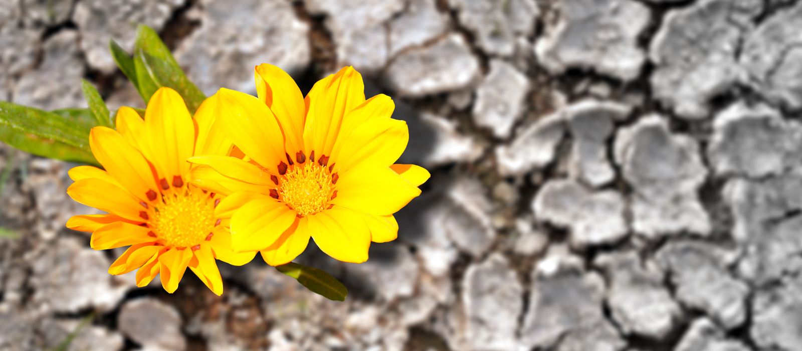 Image of yellow flowers