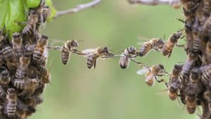 Image of bees on PSA Financial's website
