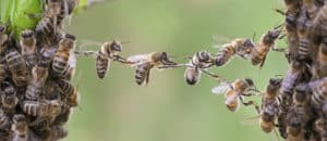 Image of bees on PSA Financial's website