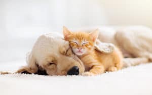 Image of a dog and kitten sleeping together on PSA Financial's website