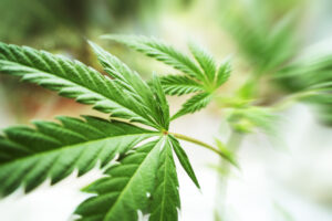 image of Cannabis representing PSA’s Cannabis Insurance Experts
