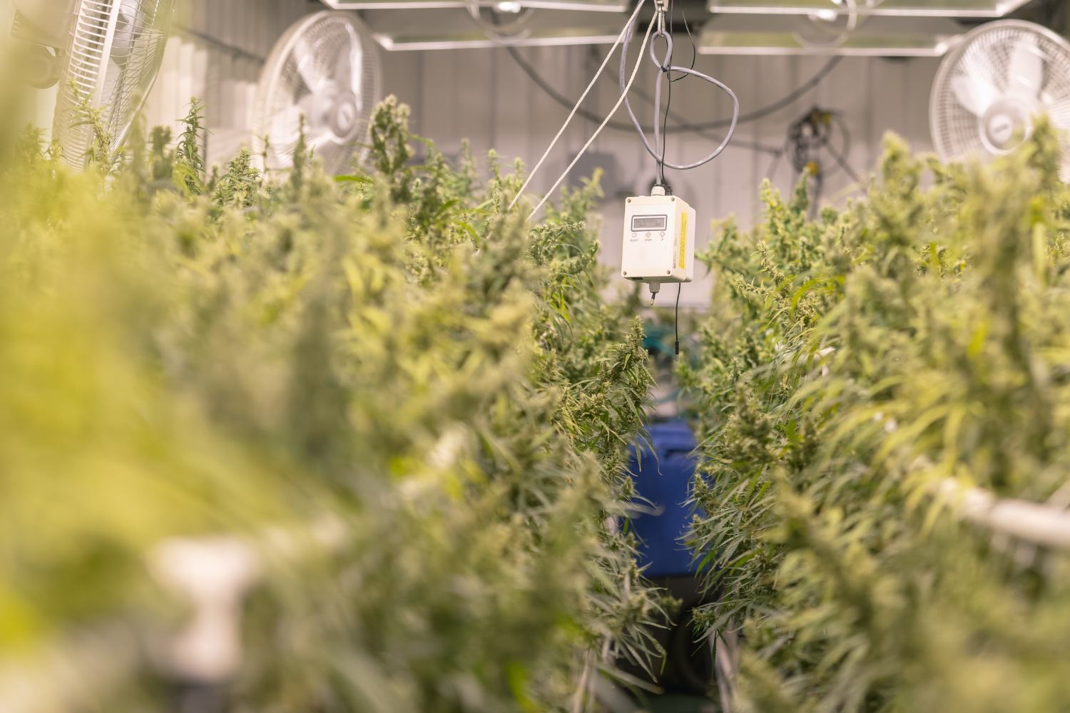Image of a cannabis grow operation