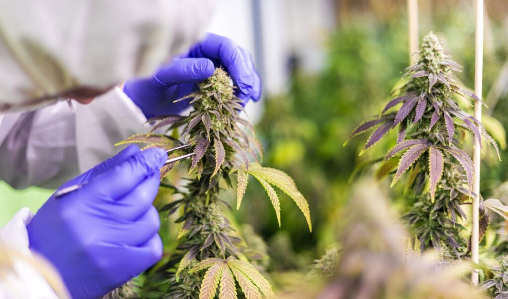 Image of a person handling cannabis plants